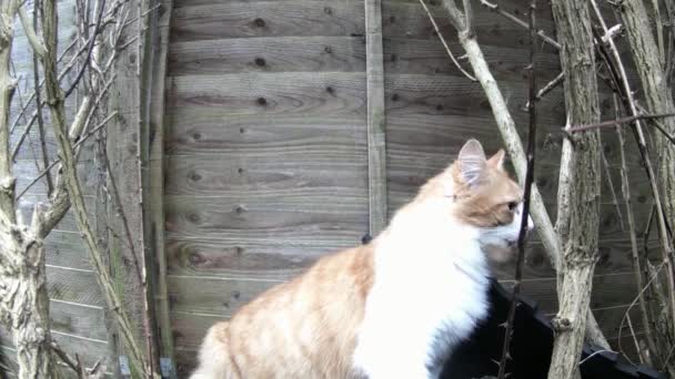 奥の庭に猫がうろうろして座っている — ストック動画