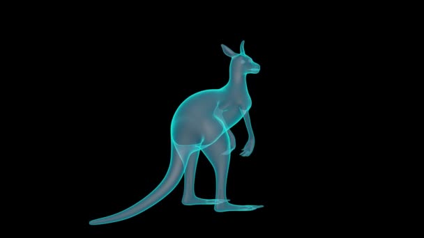 Een Mooie Kangoeroe Holografische Weergave — Stockvideo