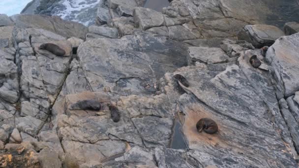 Een Kolonie Nieuw Zeelandse Pelsrobben Arctocephalus Forsteri Slapend Rotsen Bij — Stockvideo