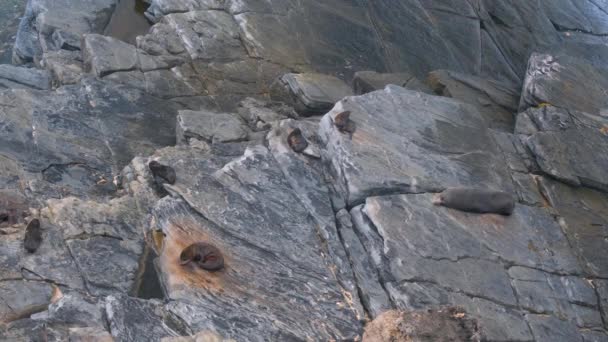 Una Colonia Focas Piel Nueva Zelanda Arctocephalus Forsteri Descansando Sobre — Vídeos de Stock