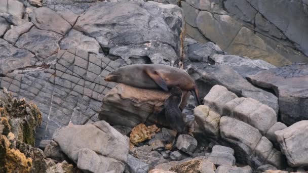 Petit Phoque Fourrure Nouvelle Zélande Arctocephalus Forsteri Nourri Par Mère — Video