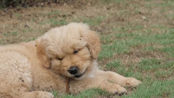 Fluffy Faced Adorable Golden Retriever Pup Chewing Stick — Stock Video