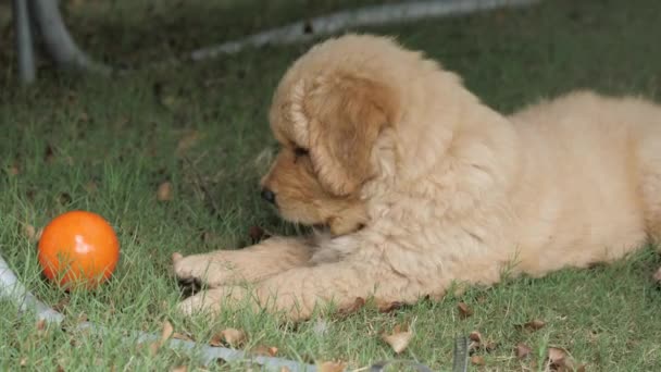 毛绒绒的金毛猎犬在草地上玩球 — 图库视频影像
