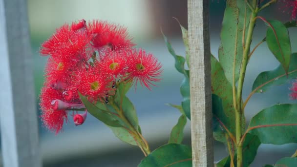 Vermelho Vívido Bebê Escarlate Árvore Flores Florescendo Brilhantemente — Vídeo de Stock