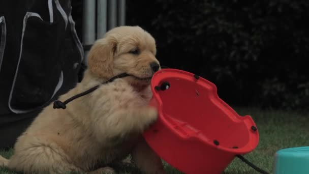 Fun Loving Golden Retriever Pup Playing Plastic Steps — Stok Video