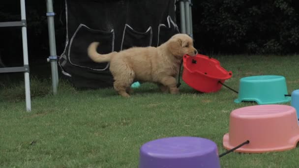 Golden Retriever Puppy Playing Plastic Steps Slow Motion — Stock Video