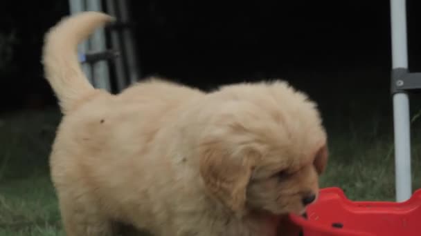 Close Golden Retriever Pup Playing Plastic Steps Slow Motion — Stock Video