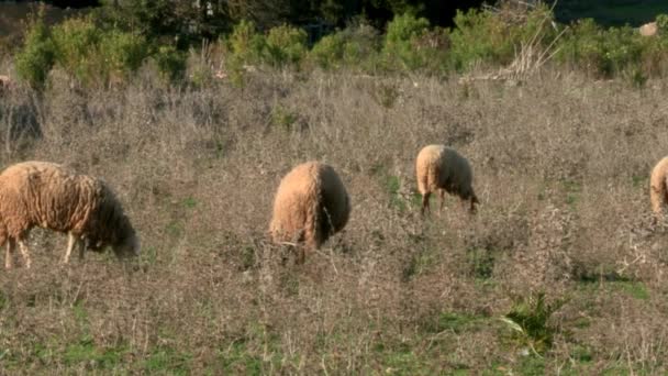 Troupeau Moutons Nourrissant Sur Prairie Sous Soleil Statique — Video