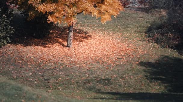 木の下の緑の芝生の上に落ち葉の明るいカーペット スローモーション パンフォロー — ストック動画