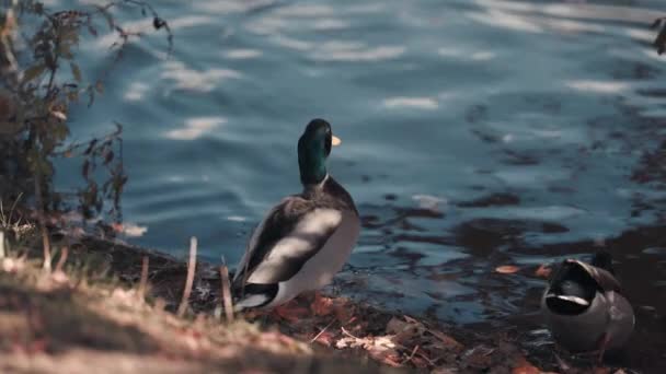 Een Close Van Wilde Eenden Zwemmen Weg Van Oever Van — Stockvideo