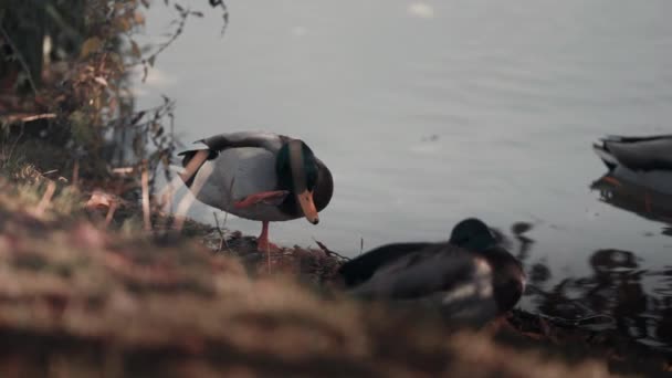 Mallard Eenden Aan Oever Van Vijver Verdorven Herfstgras Voorgrond Slow — Stockvideo