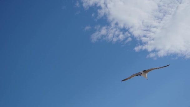 海鸥飞到车顶着陆 — 图库视频影像