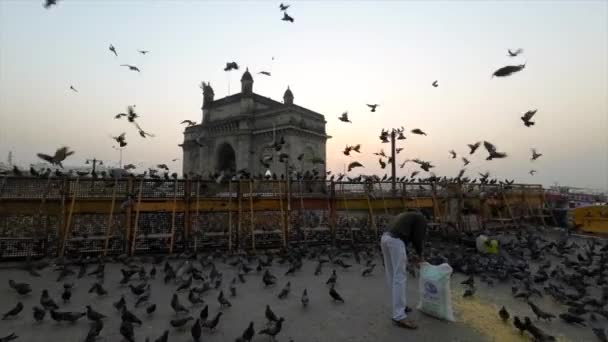 Много Голубей Собрались Перед Воротами Индии Мумбаи — стоковое видео