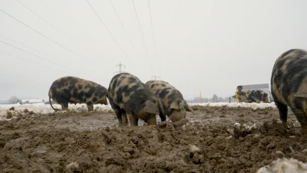 Низький Кут Пострілу Показує Групу Брудних Мангаліцьких Поросят Які Шукають — стокове відео