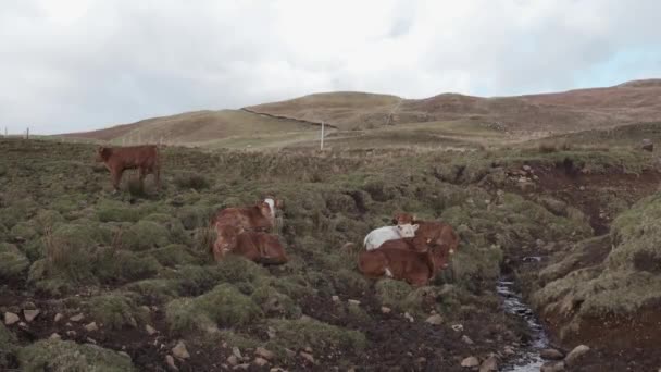 Bovinos Das Terras Altas Ilha Skye — Vídeo de Stock