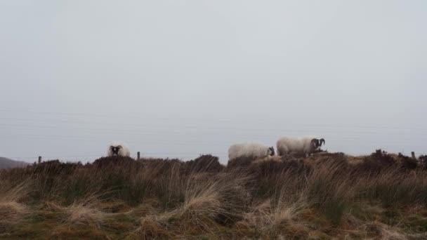 Moutons Dans Paysage Rural Brumeux Île Skye Mangeant Herbe — Video