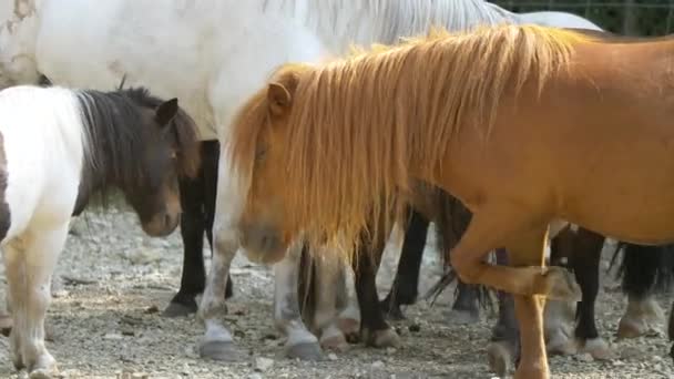 Close Sweet Colorful Horses Ponies Standing Farm Field Sunlight Close — Stock Video
