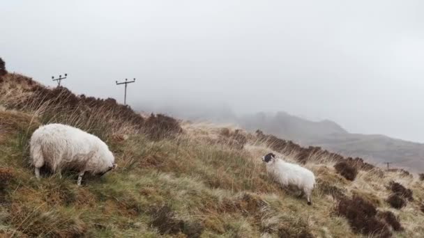 スカイ島の田舎の霧に覆われた風景の中の羊 — ストック動画