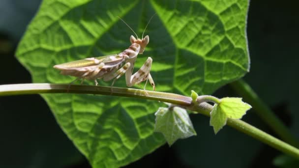 Smycken Blomma Mantis Creobroter Gemmatus Sett Ovanpå Vinranka Skakar Sin — Stockvideo