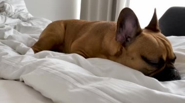 Lüks bir yatak odasında beyaz, çift kişilik bir yatakta dinlenen güzel bir Fransız bulldog 'u.