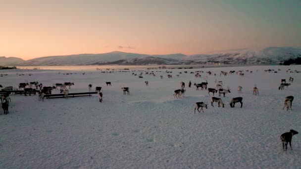 Crowdy Dirigia Renas Relaxadas Deitadas Andando Neve Gelada Congelada Pôr — Vídeo de Stock