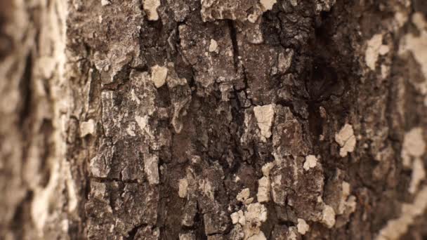 Küçük Akrobat Karıncalar Ağaç Kabuğu Yüzeyine Tırmanıyorlar Çok Yakından — Stok video