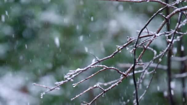 木々の葉のない小枝や枝に降る雪 冬の森 — ストック動画