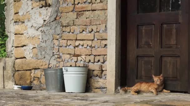 ブルガリアの田舎の家の入り口に横たわってリラックスしたかわいい生姜子猫 — ストック動画