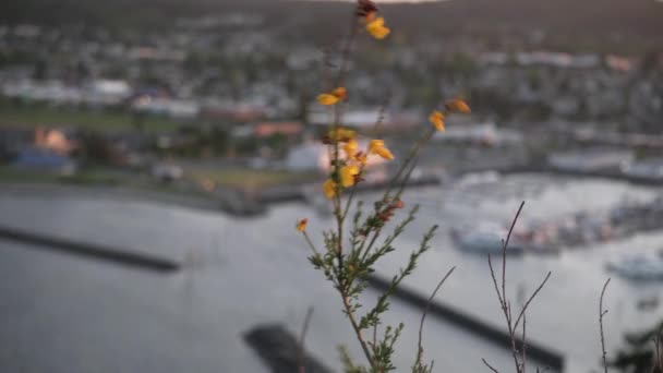 Flores Amarelas Sopradas Pela Brisa Oceano Com Cap Sante Marina — Vídeo de Stock