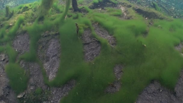 Зеленые Водоросли Дне Пресной Воды — стоковое видео