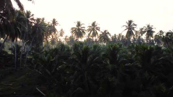 ヤシの木と太陽の光を背景に熱帯ジャングル 空飛ぶ逆ショット — ストック動画