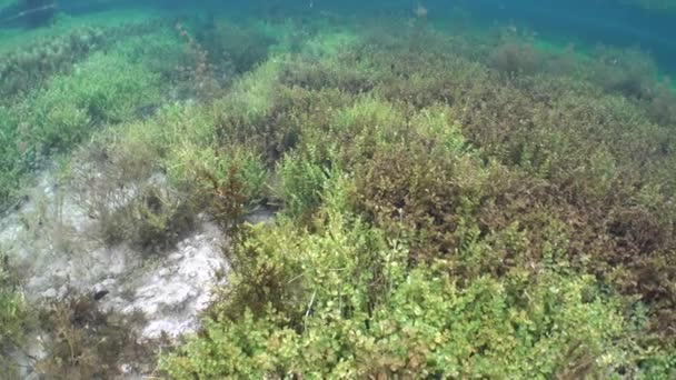 Lago Agua Dulce Poco Profundo Ambiente Submarino Con Plantas Manantial — Vídeos de Stock