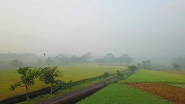 Vista Aérea Niebla Matutina Campos Arroz Indonesia — Vídeo de stock