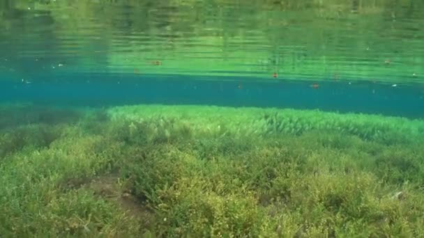 Flacher Süßwassersee Unter Wasser Mit Pflanzen Und Algen — Stockvideo