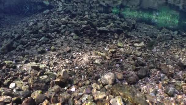 Vista Soleggiata Subacquea Del Torrente Acqua Dolce Con Fondo Roccioso — Video Stock