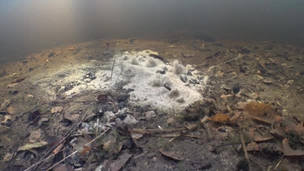 Wasser Kommt Aus Dem Sandigen Boden Der Unterwasserquelle Panoramablick — Stockvideo