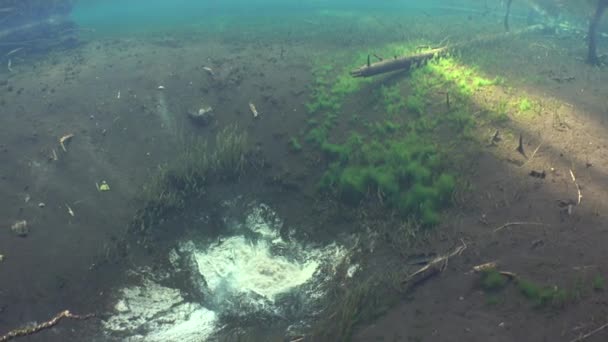 Paisaje Submarino Manantial Agua Dulce Con Algas Verdes — Vídeos de Stock