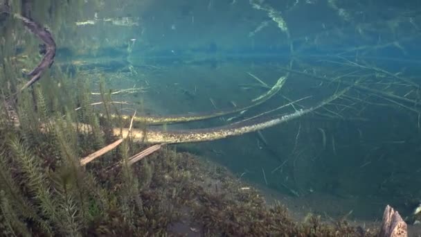 Wasserpflanzen See Der Nähe Der Unterwasserquelle — Stockvideo