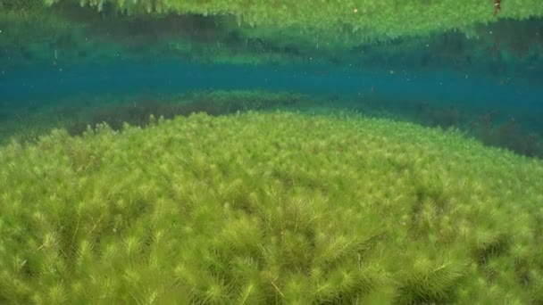 Мелководное Пресноводное Озеро Растениями Водорослями — стоковое видео