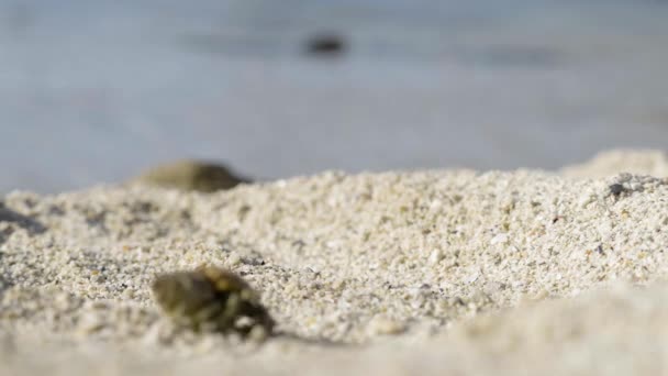 Визначений Солоний Краб Емітента Спіральній Мушлі Конуса Йде Незайманому Пляжному — стокове відео