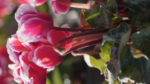 은하단을 수직으로 영상을 올려다보며 자라고 분홍색 — 비디오