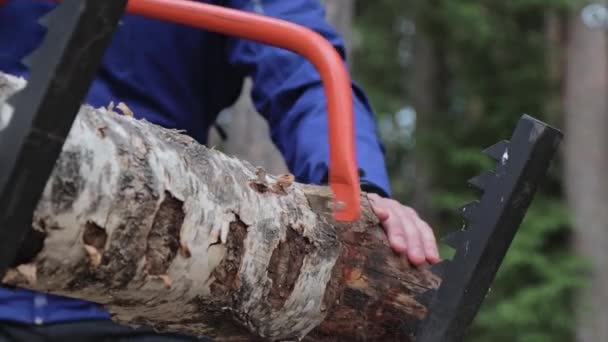 Hombre Aserrando Tronco Abedul Con Una Sierra Arco Bosque Parque — Vídeos de Stock