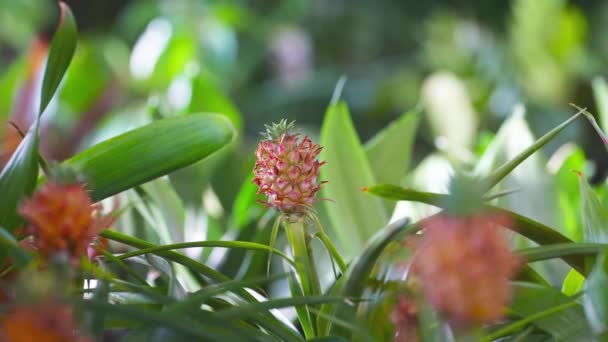 Een Kleine Decoratieve Ananas Plant Groeiend Een Botanische Tuin — Stockvideo
