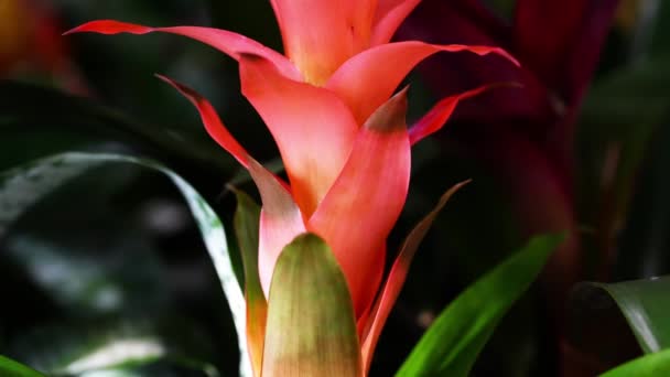 Uma Heliconia Tropical Florescente Incrivelmente Vibrante Carineia Detalhes — Vídeo de Stock