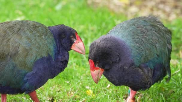 Ett Par Sällsynta Utrotningshotade Takahe Fåglar Nya Zeeland — Stockvideo