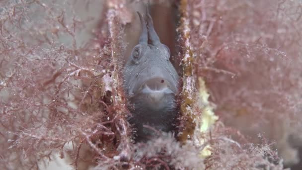Parablenniustasmanianus Tasmanian Blenny Razorfish Shell Port Hughes — Stok Video