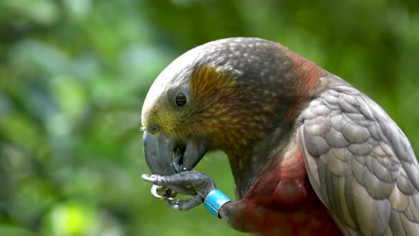 Close Pássaro Papagaio Kaka Alimentando Sua Garra Nova Zelândia — Vídeo de Stock