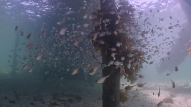 Pempheris Klunzingeri Rough Bullseye Μεγάλο Σχολείο Στο Edithburgh 001 — Αρχείο Βίντεο