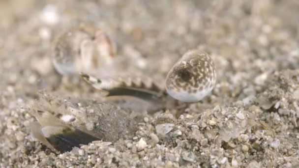 Melicertus Latisulcatus Spencer Golfo Rei Camarão Olho Perto Port Lincoln — Vídeo de Stock