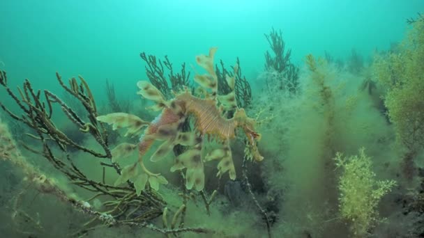 Phycodurus Eques Férfi Levél Seadragon Tojással Edithburgh 002 — Stock videók